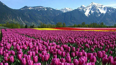 園藝療法在植物景觀設(shè)計中的應(yīng)用意義